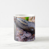 Ashy-Grey Slug Bug Mok (Center)