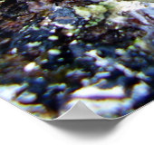 Ashy-Grey Slug Poster (Hoek)