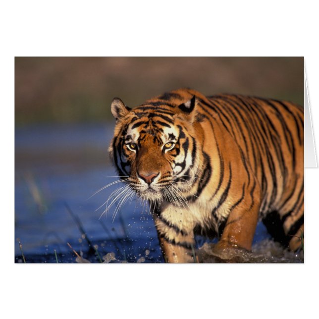 ASIA, India, Bengal Tiger Panthera tigris) (Voorkant Horizontaal)