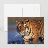 ASIA, India, Bengal Tiger Panthera tigris) Briefkaart (Voorkant / Achterkant)