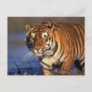 ASIA, India, Bengal Tiger Panthera tigris) Briefkaart