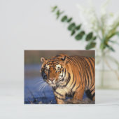 ASIA, India, Bengal Tiger Panthera tigris) Briefkaart (Staand voorkant)