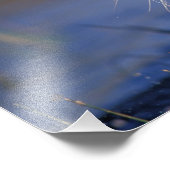 ASIA, India, Bengal Tiger Panthera tigris) Foto Afdruk (Hoek)