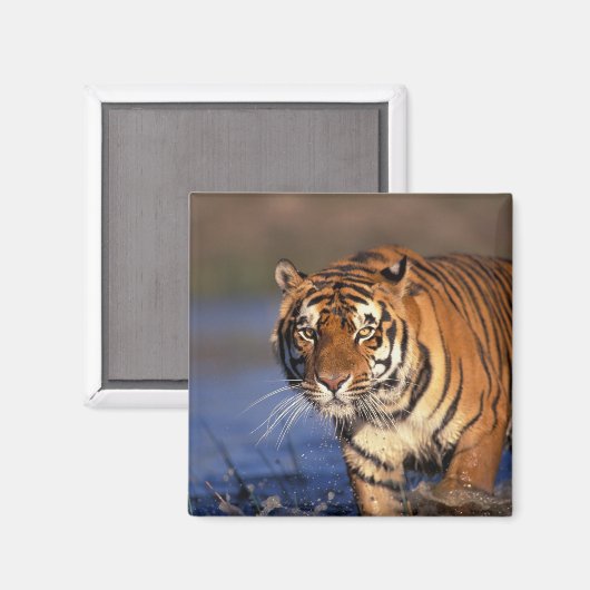 ASIA, India, Bengal Tiger Panthera tigris) Magneet (Voorkant / Achterkant)