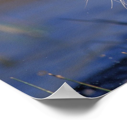 ASIA, India, Bengal Tiger Panthera tigris) Poster (Hoek)