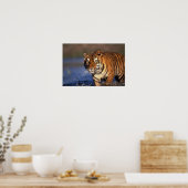 ASIA, India, Bengal Tiger Panthera tigris) Poster (Keuken)