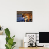 ASIA, India, Bengal Tiger Panthera tigris) Poster (Thuiskantoor)