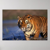 ASIA, India, Bengal Tiger Panthera tigris) Poster (Voorkant)