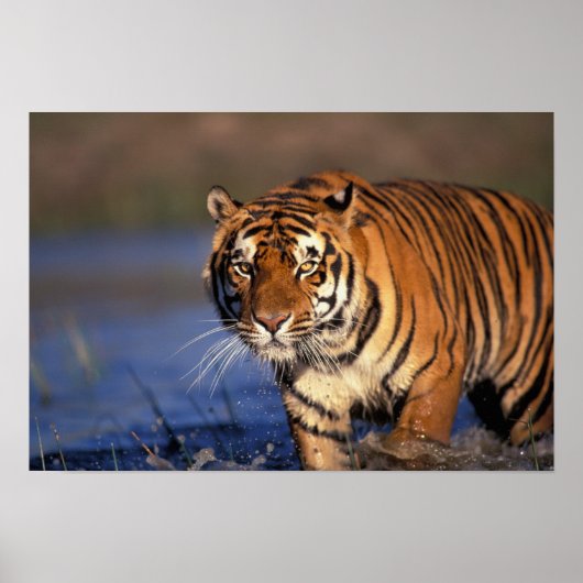 ASIA, India, Bengal Tiger Panthera tigris) Poster (Voorkant)