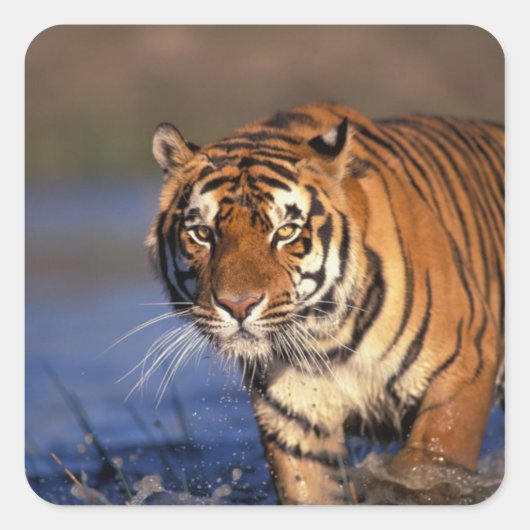 ASIA, India, Bengal Tiger Panthera tigris) Vierkante Sticker (Voorkant)