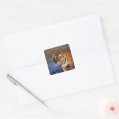 ASIA, India, Bengal Tiger Panthera tigris) Vierkante Sticker (Envelop)