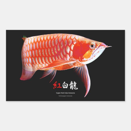 Asian Arowana の優良製品 Rechthoekige Sticker (Voorkant)