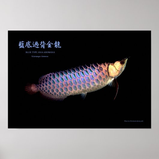 Asian Arowana "Blue Type" Poster (Voorkant)