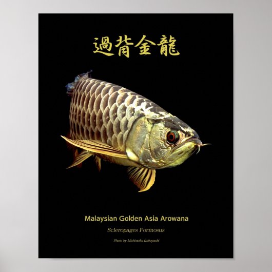 Asian Arowana "Golden Type"の ス ー Poster (Voorkant)