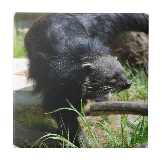 Asian Bearcat Tile Tegeltje (Voorkant)