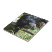 Asian Bearcat Tile Tegeltje (Zijkant)