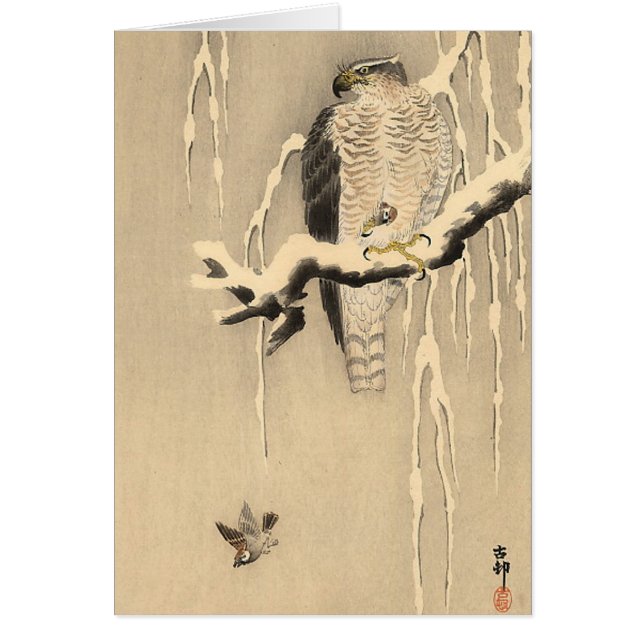 Asian Goshawk (Voorkant)