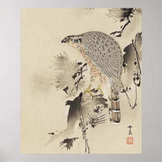Asian Goshawk - 1890 Poster (Voorkant)
