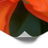 Asian Lily Poster (Hoek)