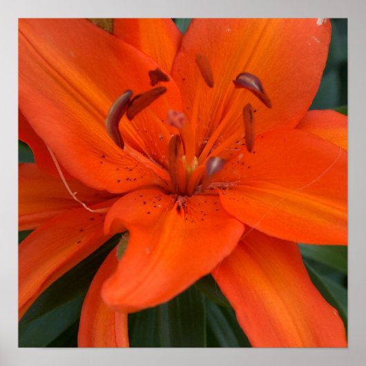 Asian Lily Poster (Voorkant)