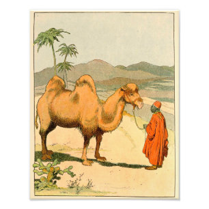 Asian Two Hump Camel Foto Afdruk