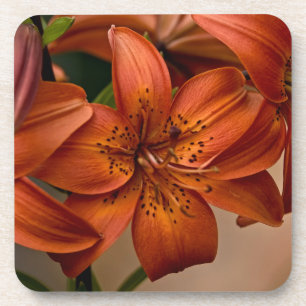 Asiatic Lily Bier Onderzetter