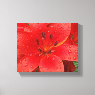 Asiatic Lily Canvas Afdruk