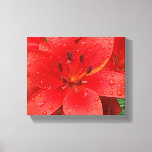 Asiatic Lily Canvas Afdruk (Voorkant)