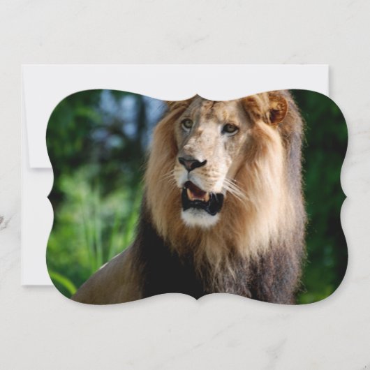 Asiatic Lion of Iran Kaart (Voorkant)