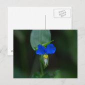 Asiatisch Briefkaart voor dagbloem Blauw Wilde Blo (Voorkant / Achterkant)