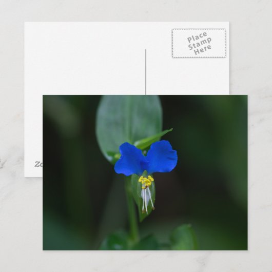 Asiatisch Briefkaart voor dagbloem Blauw Wilde Blo (Voorkant / Achterkant)