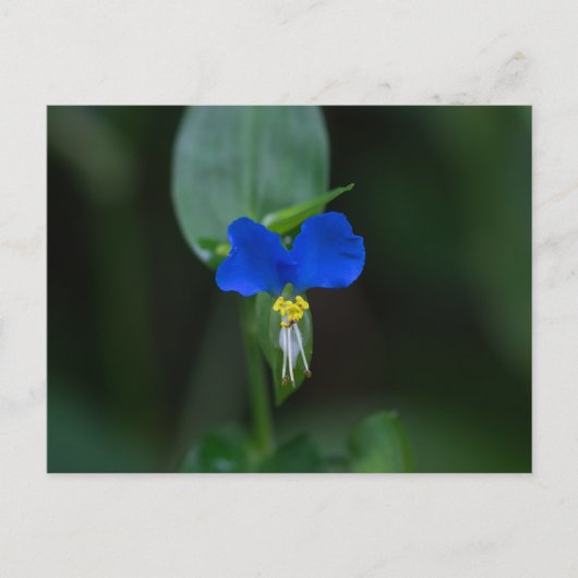 Asiatisch Briefkaart voor dagbloem Blauw Wilde Blo (Voorkant)