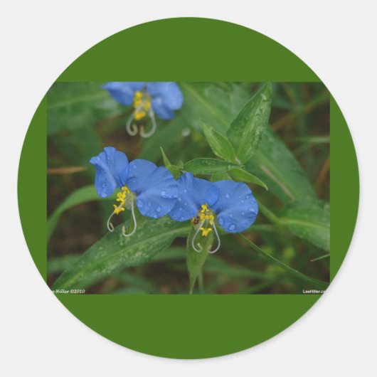 Asiatisch Dayflower Blue WIldflower Apparel & Gift Ronde Sticker (Voorkant)