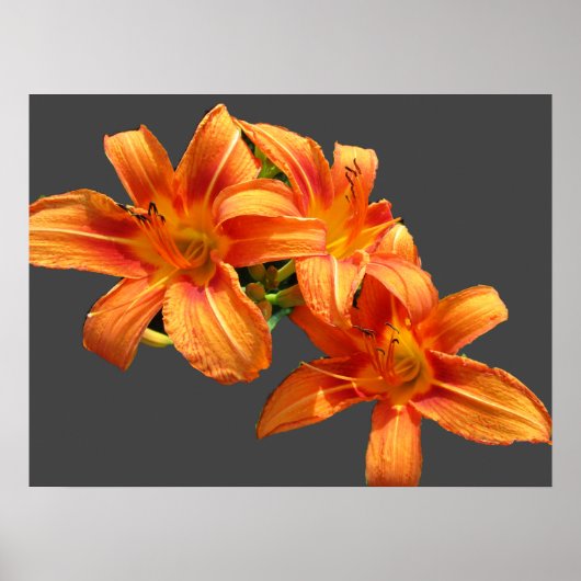 ASIATISCH ORANJE LILY POSTER (Voorkant)