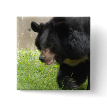 Asiatisch zwart Beer