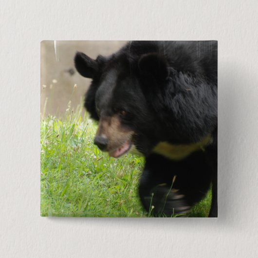 Asiatisch zwart Beer Vierkante Button 5,1 Cm (Voorkant)