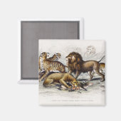 Asiatische lion, leeuwin, bengachtige tijger, luip magneet (Voorkant / Achterkant)