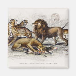 Asiatische lion, leeuwin, bengachtige tijger, luip magneet