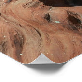 Aslan Lion Carved Stone relief St. Augustine foto Poster (Hoek)