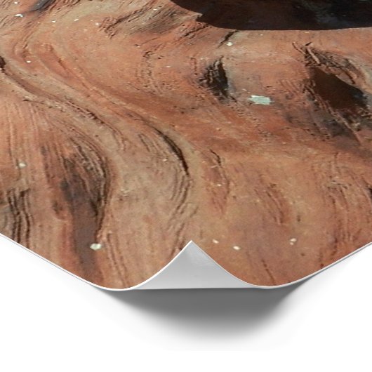 Aslan Lion Carved Stone relief St. Augustine foto Poster (Hoek)