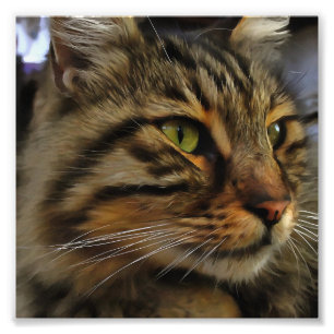 Aslan The Long Hazard Tabby Cat Foto Afdruk