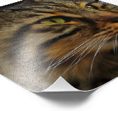 Aslan The Long Hazard Tabby Cat Foto Afdruk (Hoek)