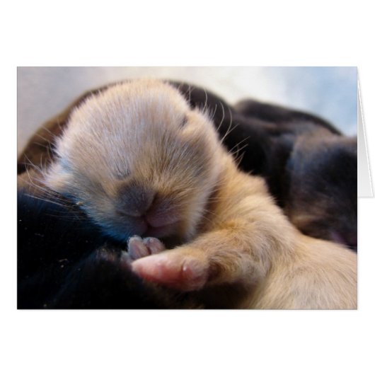 Aslapen (Voorkant Horizontaal)