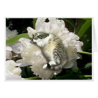 Aslapen op een Peony