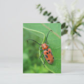Asparagus Beetle, gepoot op Briefkaart van milkwee (Staand voorkant)