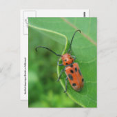 Asparagus Beetle, gepoot op Briefkaart van milkwee (Voorkant / Achterkant)