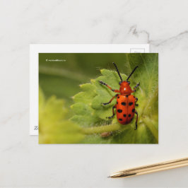 Asparagus Beetle op Lady's Mantle Briefkaart