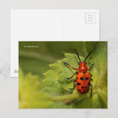 Asparagus Beetle op Lady's Mantle Briefkaart (Voorkant / Achterkant)