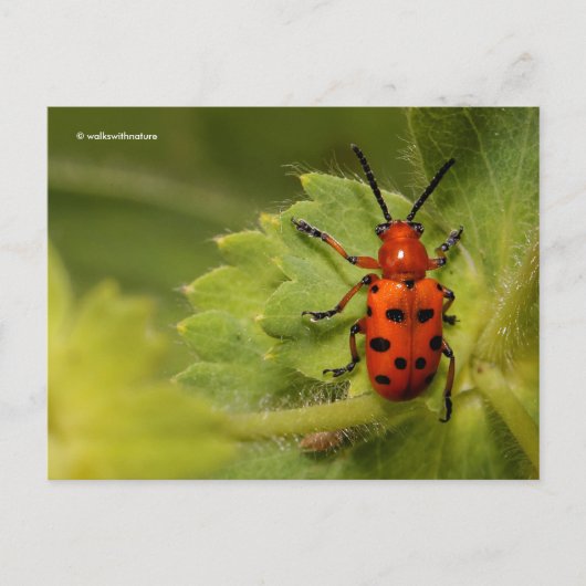 Asparagus Beetle op Lady's Mantle Briefkaart (Voorkant)