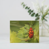Asparagus Beetle op Lady's Mantle Briefkaart (Staand voorkant)